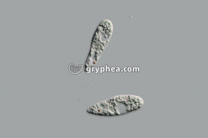 Euglènes - formes hétérotrophes x160 - gryphea.com